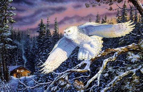 Snowy Owls Wallpapers - Wallpaper Cave