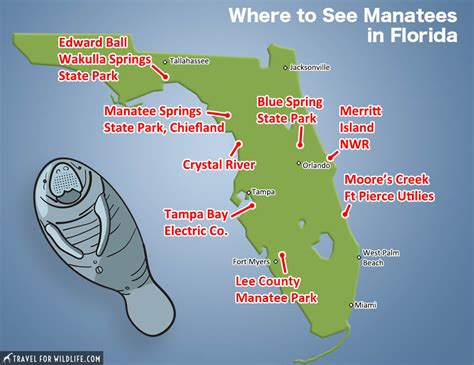 Where to See Manatees in Florida - Travel For Wildlife