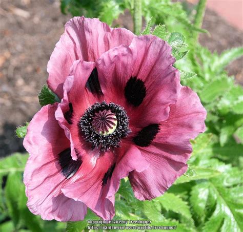 Poppies: Plant Care and Collection of Varieties - Garden.org