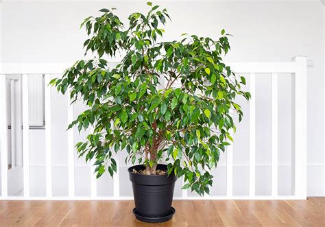 Real Indoor Ficus Tree