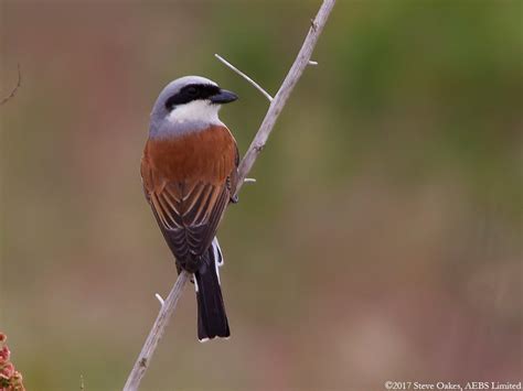 Red-backed Shrike in 2021 | Photographer, Photograph album, Oakes