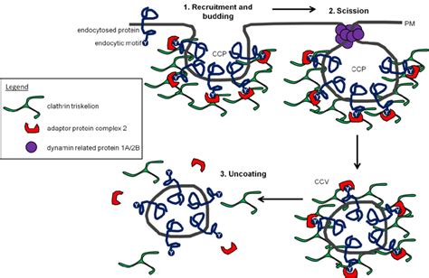 schematic representation of clathrin-mediated endocytosis in plants.... | Download Scientific ...