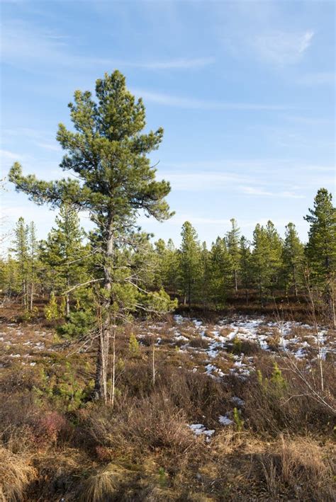 Forest Landscape In Autumn In The Russian Taiga Stock Image - Image: 45933155