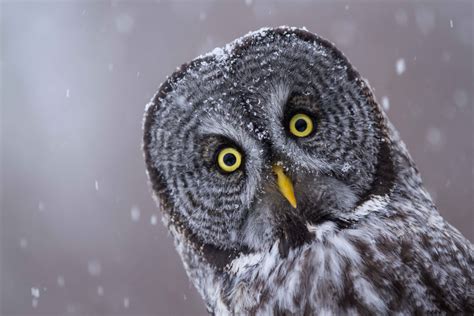 Ranking The 8 Most Adorable Species Of Owl | TheSlicedPan.com