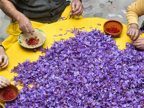 Greek Saffron Known As The Best In The World