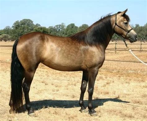 Buckskin (Sooty) - Baymount's Ashley is a sooty buckskin Morgan mare ...