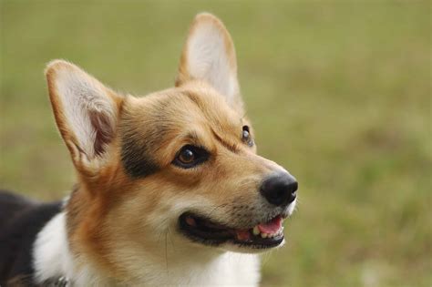 About the Breed: Pembroke Welsh Corgi | Highland Canine Training