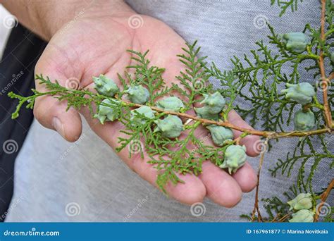 Thuja Tree Care. Thuja Branch With Fruits On The Male Palm. Stock Image ...