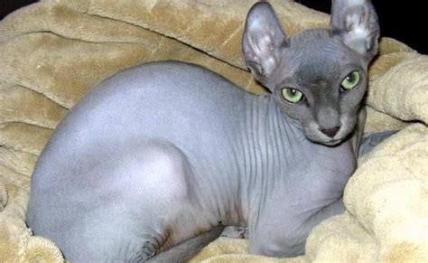 7 Breeds of Cats with No Fur or Hair