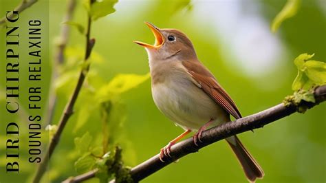 Bird Chirping Sounds - Anti-Stress Therapeutic Nature Sounds, Birdsong Relaxation, Bird Singing ...