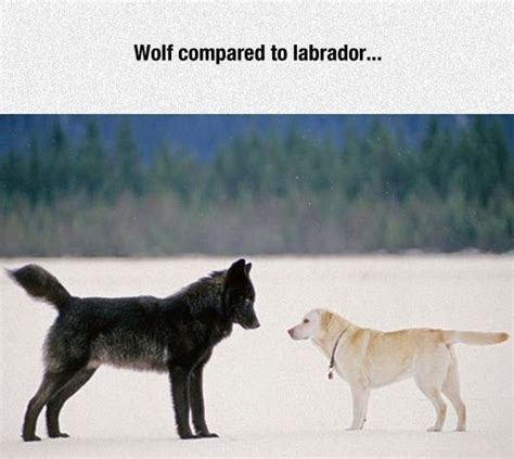 Wolf vs dog size comparison | Dogs, Labrador, Labrador retriever