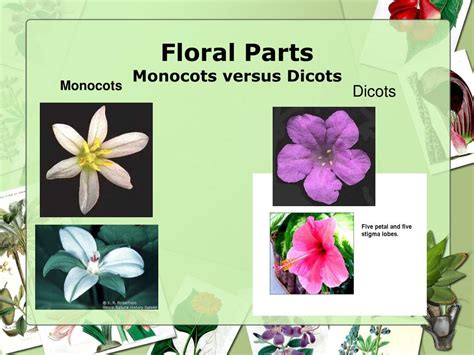 Ppt Flowering Plants Monocot Versus Dicots Powerpoint Presentation | The Best Porn Website