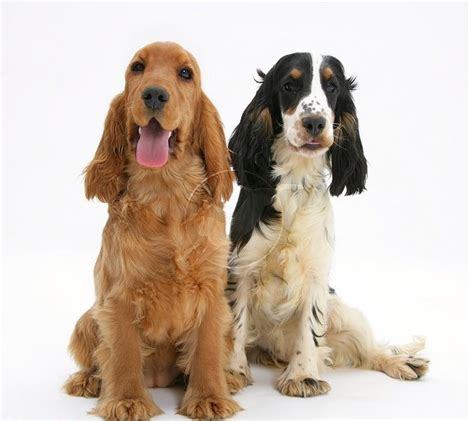 Cute Dogs|Pets: English Golden Cocker Spaniel Pictures