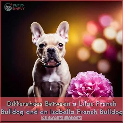 Lilac French Bulldog: All You Need to Know About This Rare Frenchie