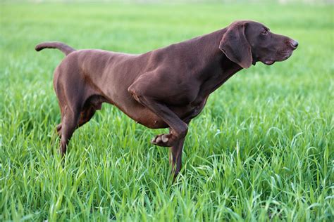 Pointer: Dog Breed Characteristics & Care