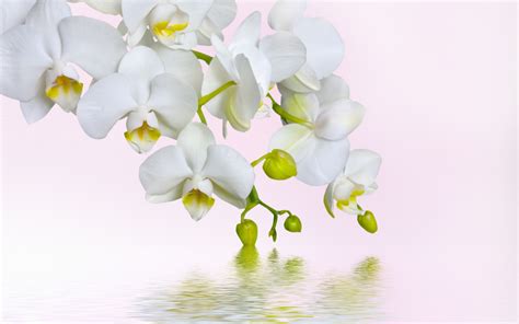 Download White Flower Close-up Water Flower Nature Orchid HD Wallpaper