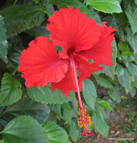 Hibiscus rosa sinensis - Acacia LLC