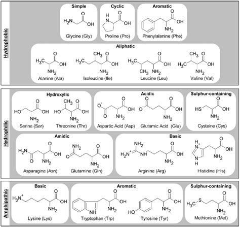 Hydrophobic amino acids function - vserapassion