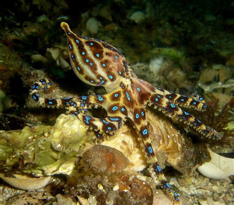 Real Monstrosities: Blue-ringed Octopus