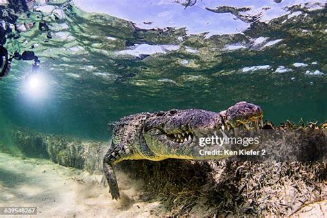 Crocodile Underwater Photos and Premium High Res Pictures - Getty Images