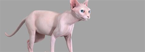 Sphynx Cat 2019 Pink Animated - FlippedNormals