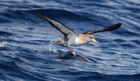 Manx Shearwater Bird - Facts, Information & Habitat