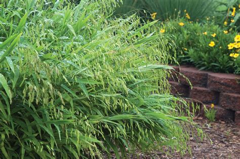 Chasmanthium latifolium (Northern Sea Oats, River Oats, Ornamental Grass) | Outdoor flowers ...