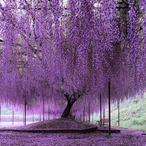 The City of Night | Wisteria tree, Purple trees, Wisteria