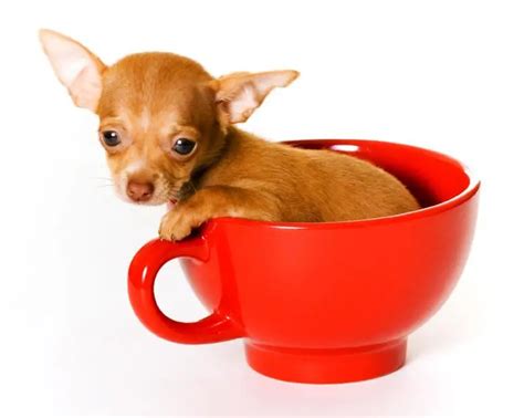 Chihuahua Food - The Definitive Guide - Planet Chihuahua