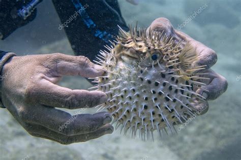 Inflated porcupine puffer fish fish Stock Photo by ©izanbar 54093809