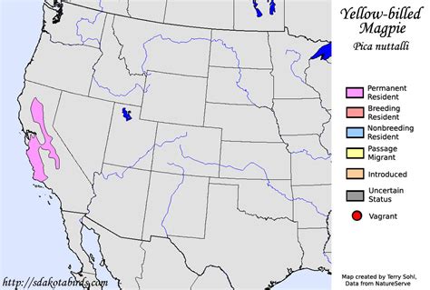 Yellow-billed Magpie - Species Range Map