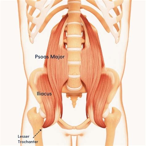 The Psoas Muscles: all you need to know | PostureGeek.com