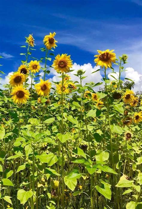 The Prettiest Sunflower Fields to Visit Across the U.S. | Sunflower fields, Sunflower field near ...