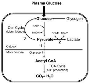 Lactate Pic – Telegraph