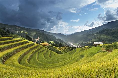 vietnam, rice, rice field, kathy, terraces, hoang suphi, travel, the landscape, natural ...