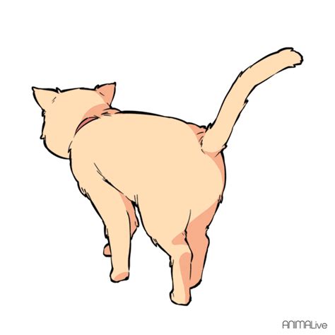 14 tail movements that will explain EXACTLY how your cat feels