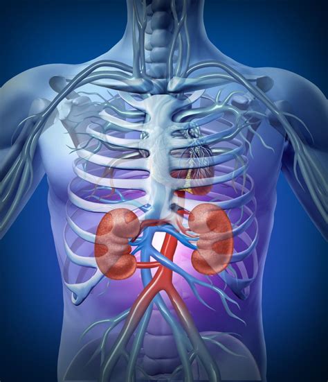 Kidneys: Facts, Function & Diseases | Live Science