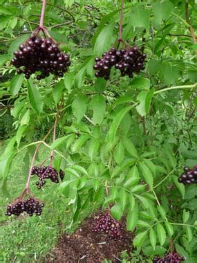 Elderberry: Identification, Leaves, Bark & Habitat | Sambucus canadensis