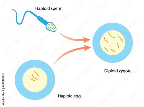 Vetor de Diploid cells carry chromosomes from two parents. A diploid ...