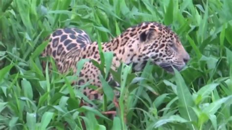 Jaguar Hunting Caiman in the Brazilian Pantanal -- Riverbank Collapse - YouTube