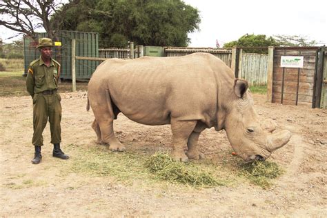 Do the World’s Three Remaining Northern White Rhinos Have a Future? | Blog | Nature | PBS