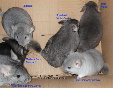 Blue Diamond Chinchilla, Viophire or Violet Sapphire cross