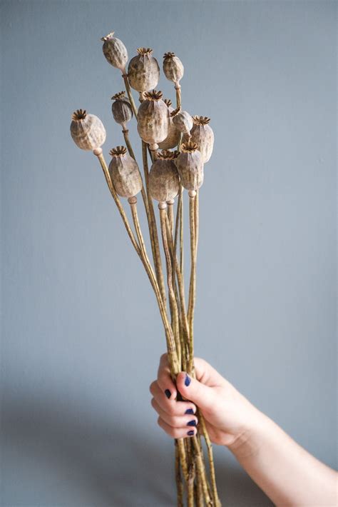 Dried Poppy Seed Heads (Papaver) | Papaver, Poppies, Dried flower arrangements