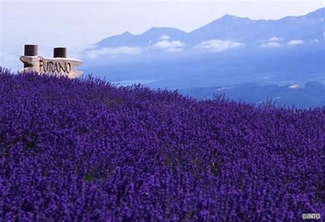 Everything About Japan: Furano Lavender Fields