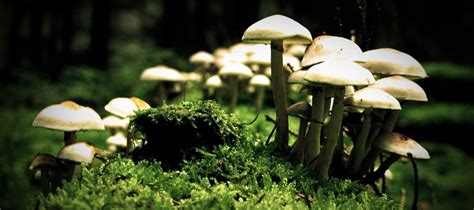 Mushroom Farming - Our Business Ladder