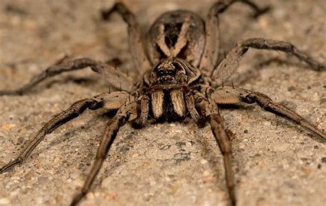 Differences Between Wolf Spiders & Brown Recluse Spiders In Nashville