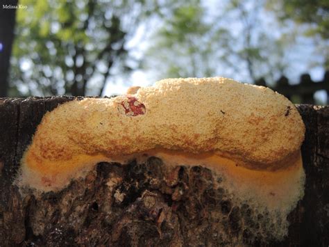 Fuligo septica (dog vomit slime mold) at Midwestnaturalist.Com