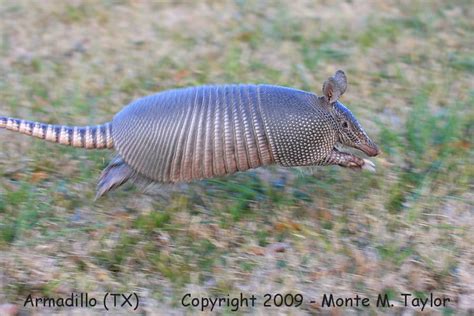 The Armadillo Is A Strange Little Fella • Lazer Horse