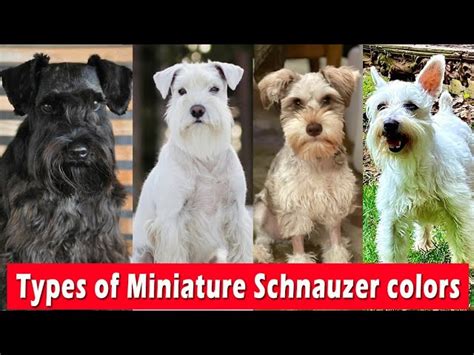 What Are The Different Colors Of Schnauzers