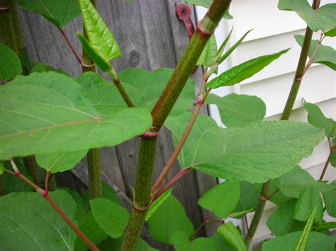 Japanese Knotweed Identification - Tree Heritage